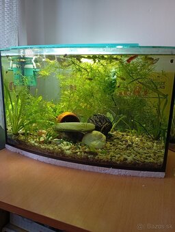 akvarium - 5