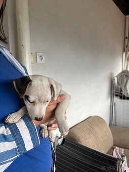Jack Russell Terier Tricolor - 5
