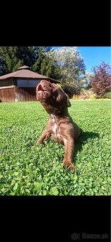 Bandog - 5