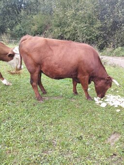 Predám telnú kravu - 5