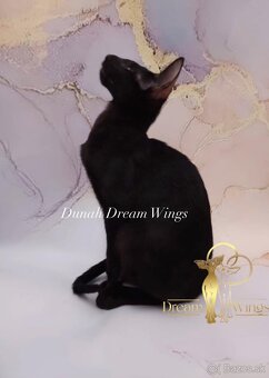 Orientální kočka s PP Dunah - 5