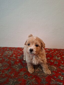 Maltipoo - 5