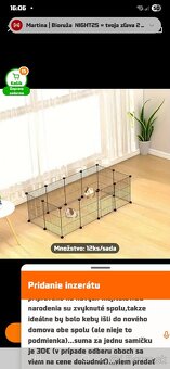 Hladkosrsté morča - 5