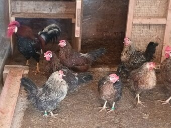 Nožnice, kohút - 5