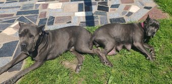 cane corso šteniatka - 5