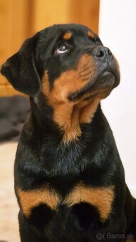 Predám 6 mesačného rotvajlera s PP - 5