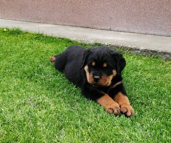 rottweiler, rotwailer, RTW, rotvajler, rotvailer - 5