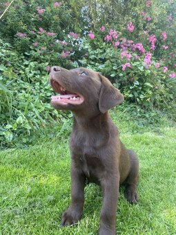 hnědé šteniatka labrador a – pripravené na odber - 5