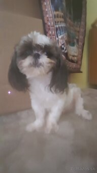 Dám na adopciu psiky shih-tzu,shi-tzu 11mesicu - 5