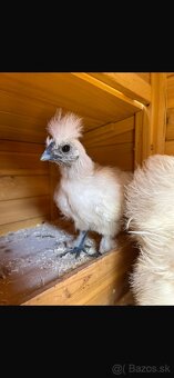 Láskavý domáci chov-predám kuriatka hodvábničky - 5