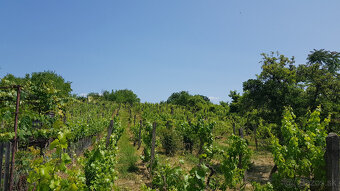 Predám dva vinohradnícke domy s pozemkami medzi vinohradmi p - 5