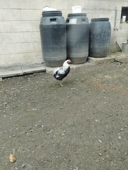 Araucana araukana - 5