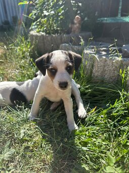 Šteniatka Jack Russell terier - 5