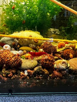 Krevetky | Neocaridina | Bloody Mary - 5