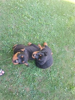 Rottweiler, rotvajler - 5