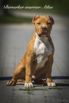 American bully XL/XXL s PP/stafford/pitbull/cane corso - 5