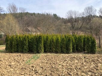 Tuje Smaragdové - 5