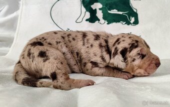 Louisianský leopardí pes s PP - 5