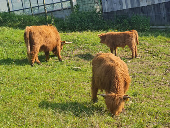 Highland Cattle - 5