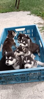 Sibírsky husky ❤️❤️ - 5