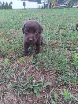 Šteniatka labradora - 5