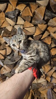 Darujem 2 mačiatka - 5