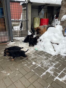 Nemecký ovčiak - 5