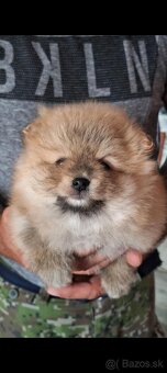 Oranžový špic -Pomeranian - 5