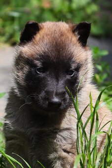 Belgický ovčiak - Malinois s PP, iba sučky - 5