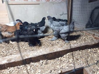 brahmanky, brahman, brahmanka velka - 5