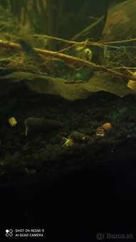 Tylomelania a Neocaridina - 5