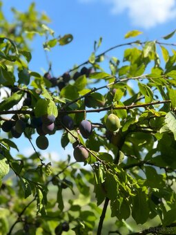 Stavebny pozemok 1027m² – okamžite pripravený na výstavbu - 5