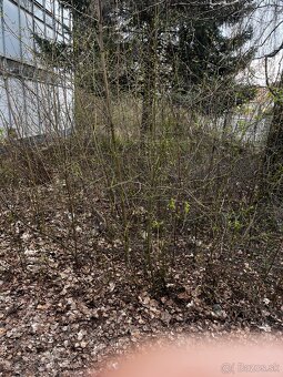 Kosenie ,mulčovanie - 5