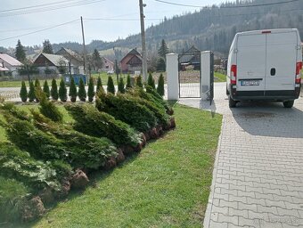 Tuja Smaragd, vavrínovec, červienka - Ružomberok - 5