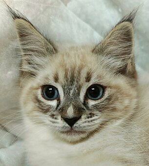 Ragdoll bez PP - 5