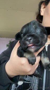 Predám šteniatka krížencov - 5