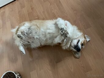 Darujem fenku welsh corgi pembroke - 5