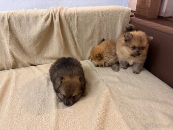 Predam pomeranian - 5