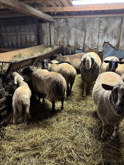 Predám jahňatá - 5