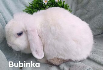 DARUJEM dospelé zakrslé králiky samičky - 5