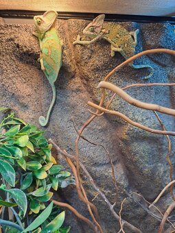 Chameleon jemensky - 5