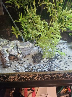 Aqvarium juwel Rio 125 + skrinka - 5