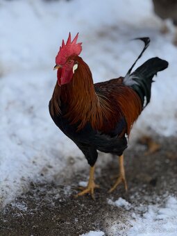 Predám mladé kohúty - 5