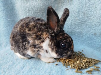 Zakrslý králik rex symb.cena - 5