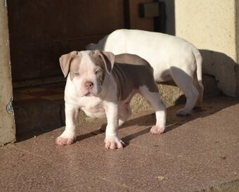 American bully pocket / standard - 5