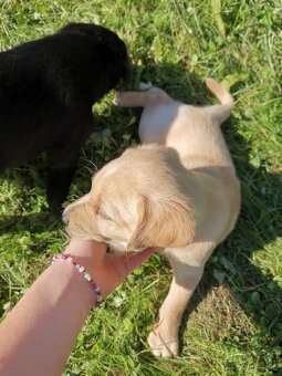 Šteniatka labradora x zlatého retrívra hľadajú domov - 5