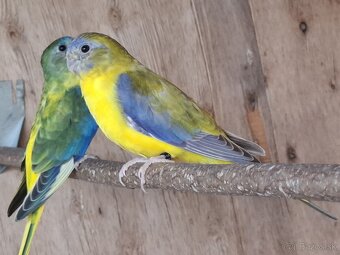 Neoféma tyrkysová žltobruchý škoricový opalín - 5