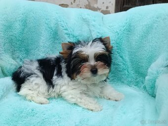 Biewer - Yorkshire terrier - 5