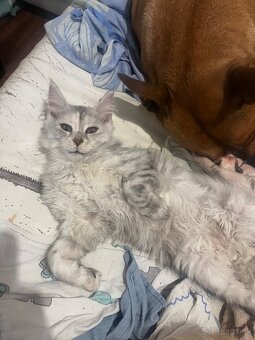 maciatko maine coon s PP Frost - 5