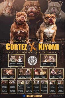 American Bully - 5
